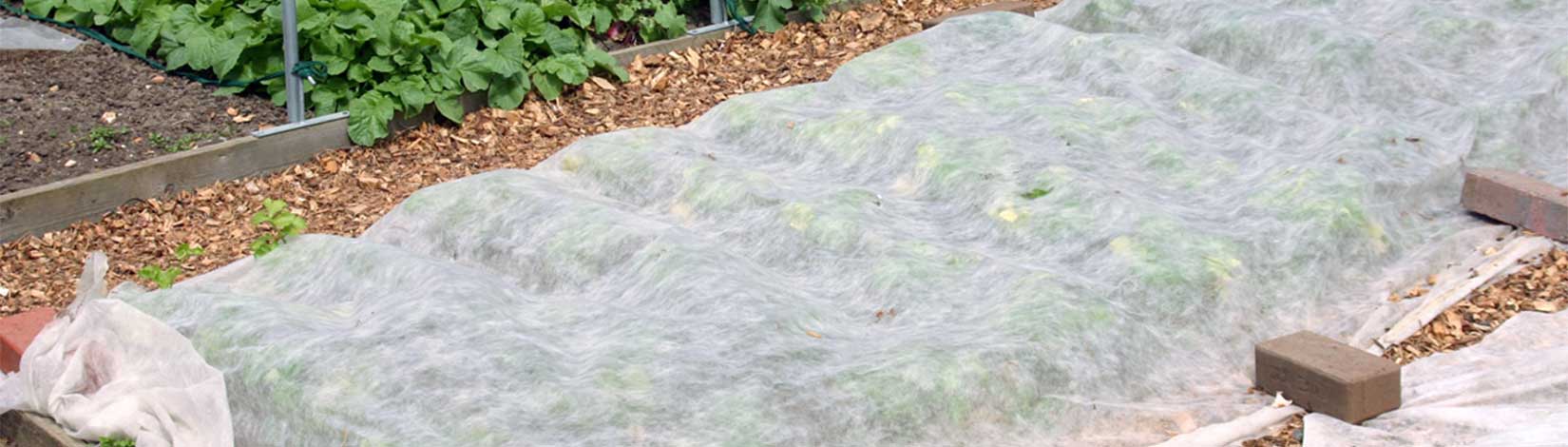 Picture of frost cloth on vegetables