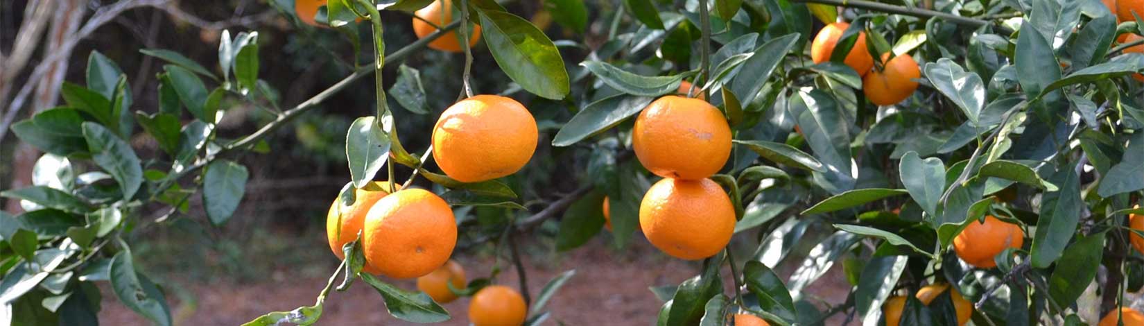 Citrus tree