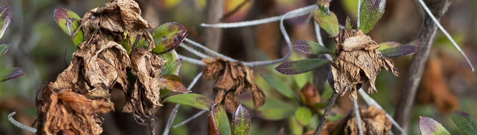 Freeze damaged plant