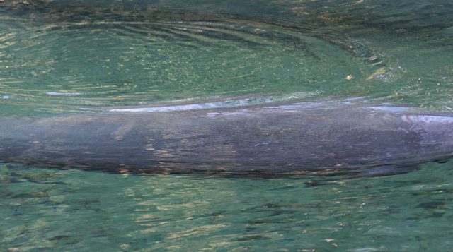 Upcoming Cold Temperatures Signals Manatee Season is Near!