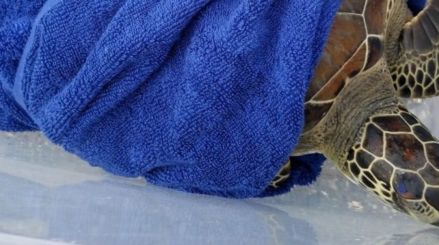 green sea turtle wrapped in towel.