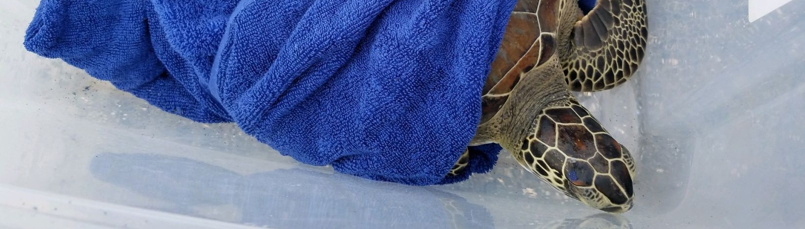 green sea turtle wrapped in towel.