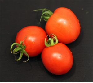 Three Garden Gem tomatoes developed by the University of Florida for a better tasting tomato alternative