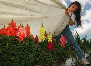 A Woman covers orange, yellow, and red snapdrogon plants with white frost cloth.