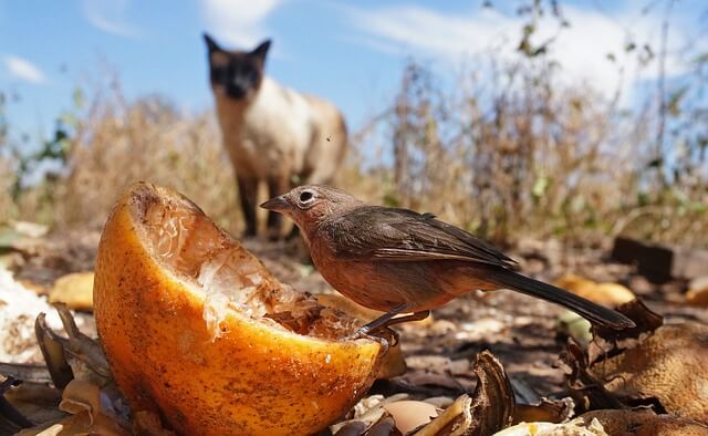 A siamese cat, out of focus in the background, eyes a small bird feeding on an half orange. 