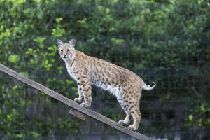 A Bobcat stands on a wooden ramp in captivity