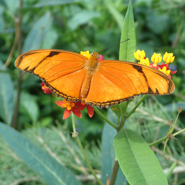 Milkweed, Food for Butterflies - UF/IFAS Extension Highlands County