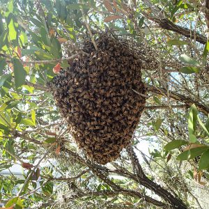 A swarm of bees hang in a bottle brush while scout bees search for their new home. Bee swarms, such as this one have no interest in aggressive encounters with humans. 