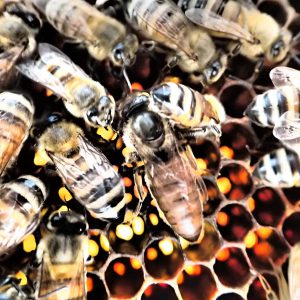 A queen bee stands out next to the worker bees. Different colors reflect back through the prism of the wax honeycomb. Photo by David Austin
