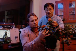 Two men look over a newly developed variety of Lantana: Graduate student Davi Czarnecki and Dr. Zhanao Deng examine new lantana plants they developed. The two cultivars are named ‘Bloomify Red’ and ‘Bloomify Rose’. Photo by IFAS Communications
