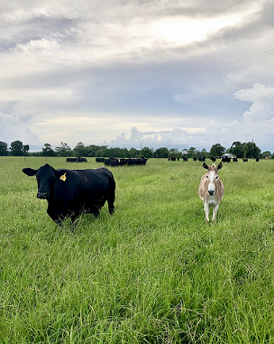 Donkey vs Coyote - UF/IFAS Extension Highlands County