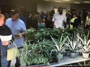 Customers Browse pineapple plants and other edibles at the 2018 Garden Festival