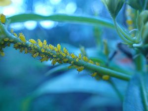 A close up of small yellow aphids gathered along a milkweeed stem.