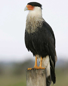 Bird Watching Series: Birds Of Prey - Uf Ifas Extension Highlands County