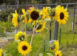 A group of yellow Sunflowers