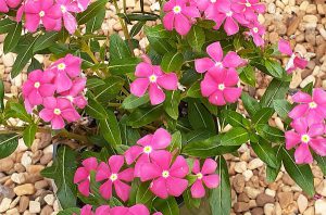 Pink floweres with a brown river rock background