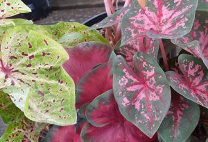 Multiple colored leaves of the caladium