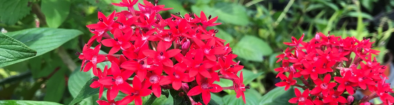 Bright red clusters of Penta flowers
