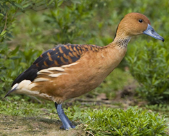 Bird Watching Series: Ducks - UF/IFAS Extension Highlands County