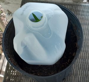 Photo from the top of a milkjug that has been modified to create a greenhouse like structure over a potted cutting. 