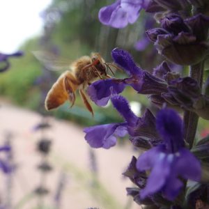 A Honey bee hovers around the purple flower of and Indigo Spires salvia