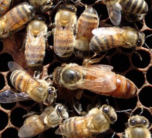 A honey bee queen is surrounded by worker bees.