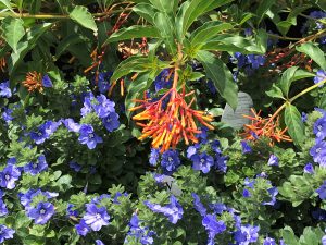 A native firebush with tubular orange flowers stands out next to the powder blue flowers of a blue daze plant. 