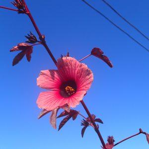 A purple leaf hibiscus with a maroon flower that can be used for making tea stands out against a blue sky. 