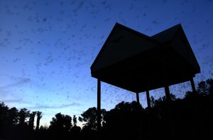 Evening photo of a bat house with thousands of flying bats leaving their roost
