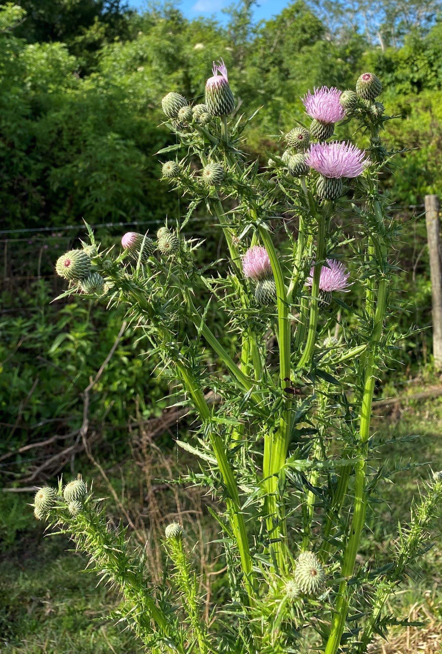 Navigating The Thistle Lifecycle Strategies For Effective Thistle