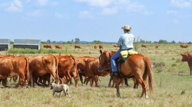 Back-to-School with Calves and Cowboys