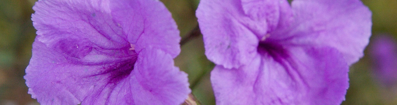 Closeup of two Ruellia flowers UF/IFAS Photo: Tyler Jones.