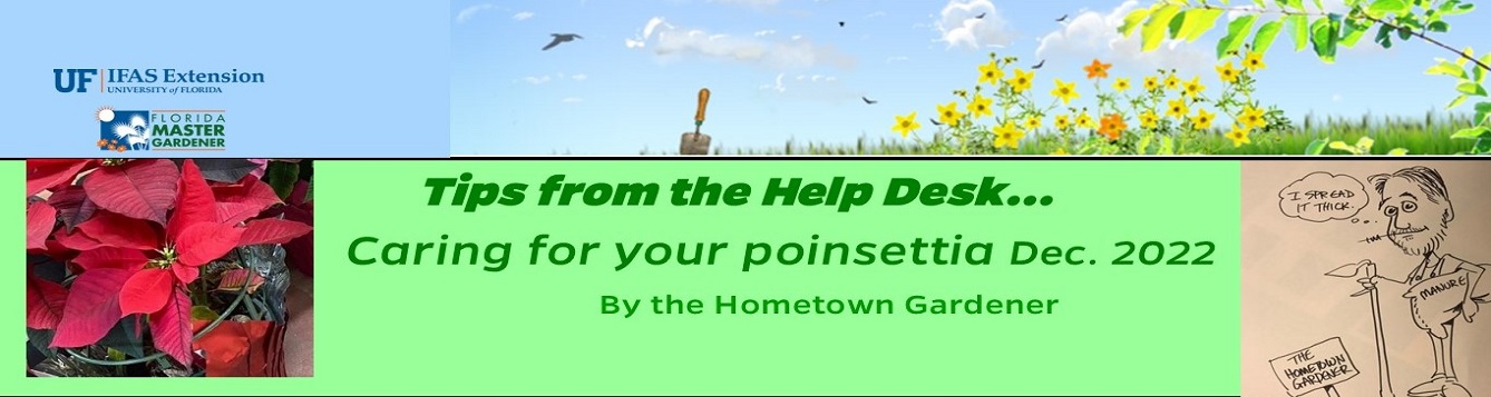 Article banner, hometwon gardener caricature with red poinsettia