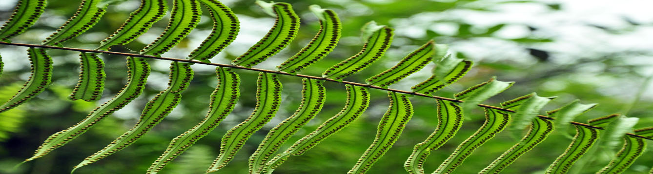 green fern frond