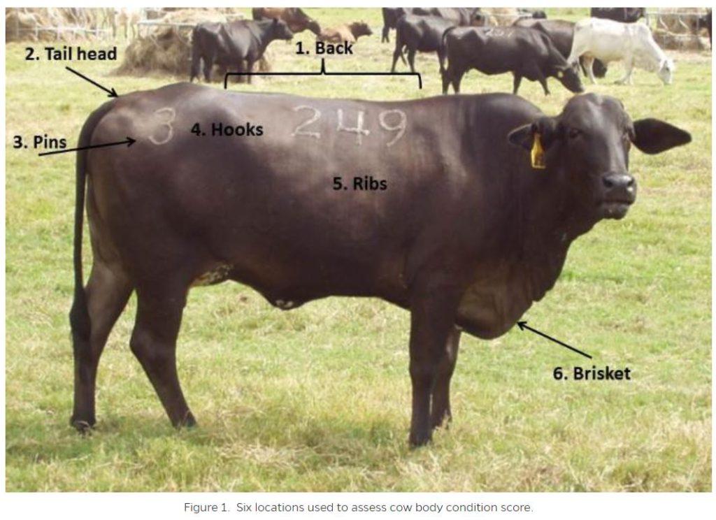 Beef Cattle Body Condition Score - UF/IFAS Extension Hillsborough County