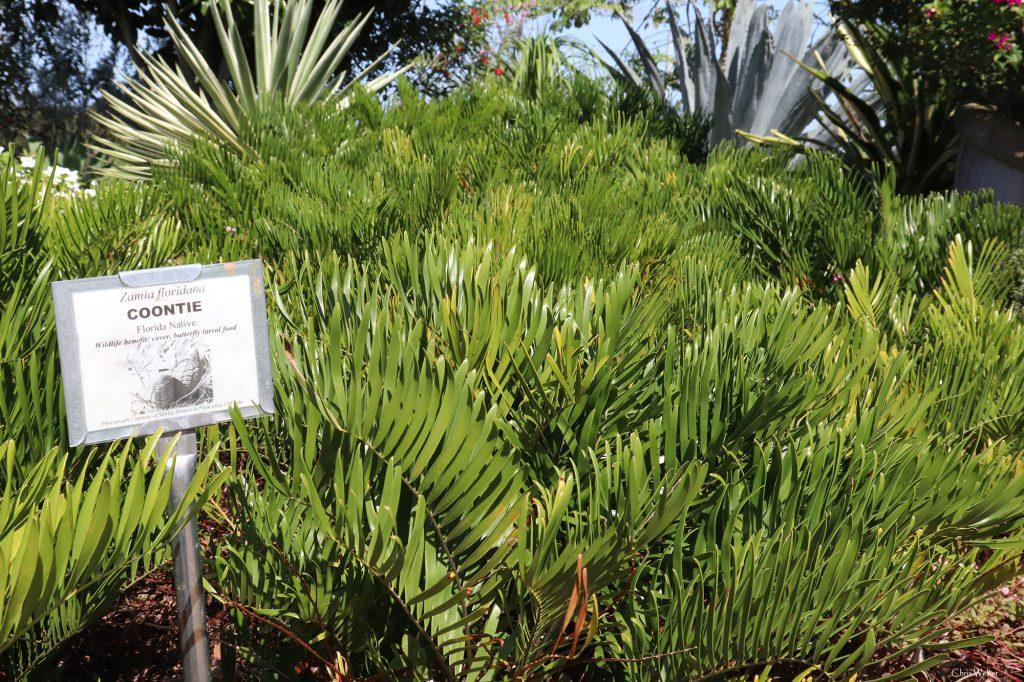 Gardening With Florida Native Plants Ufifas Extension Hillsborough County