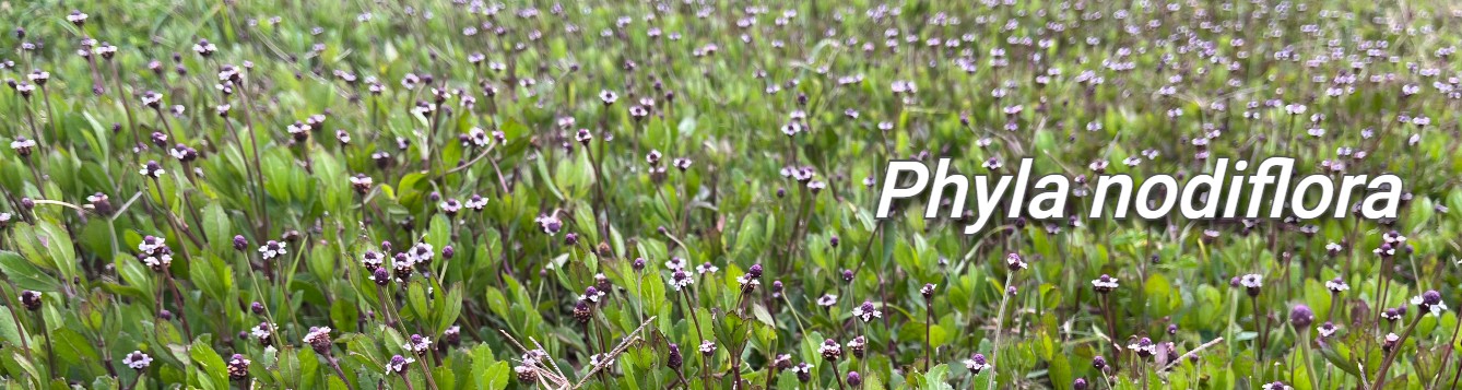 phyla nodiflora, matchweed, Frogfruit