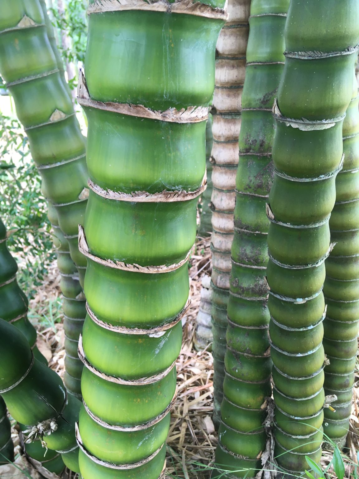 Growing Bamboo in Florida - UF/IFAS Extension Hillsborough County