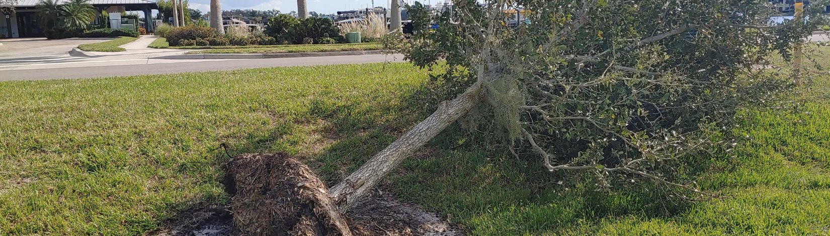 Hiring an Arborist Post Storm - UF/IFAS Extension Hillsborough County