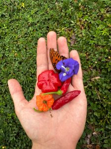 colorful peppers, flowers, and butterfly wings in the palm of a hand