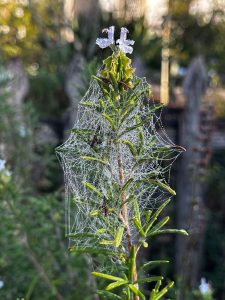 false rosemary covered in dew