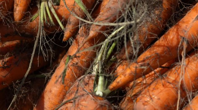 Carrots: Beta-Carotene and Cancer Prevention