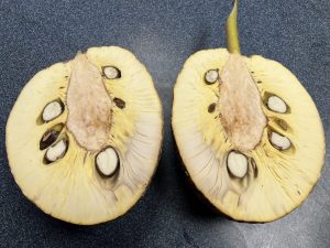 A breadfruit fruit cut in half