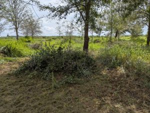 tree debris on ground