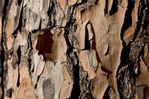 pine bark