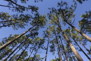 a view of pines from the ground