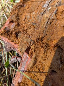 pine bark and small beetle