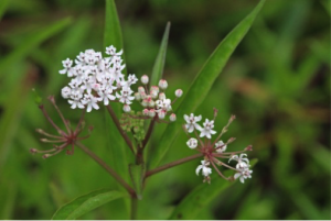 Aquatic milkweed