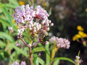 Swamp milkweed