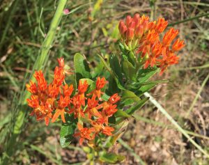 Butterfly Milkweed